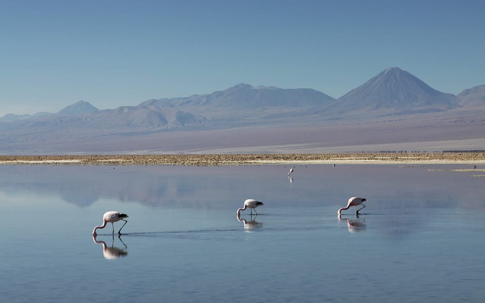 Flamencos en el Salar de Atacama con el volcán Licancabur · Tourevo