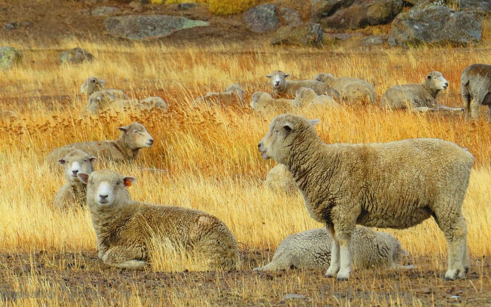 Ovejas en una estancia de la estepa de Magallanes · Tourevo