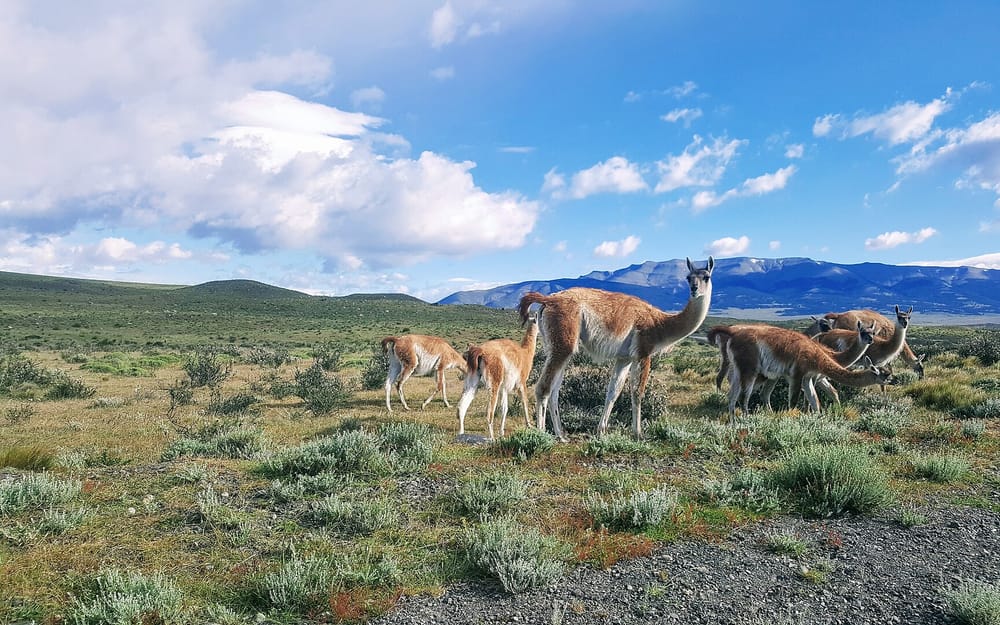 Guanacos en la estepa de Torres del Paine · Tourevo