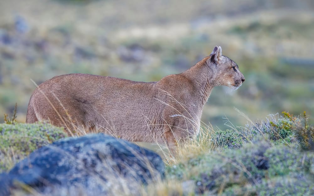 Puma silvestre en la estepa patagónica · Tourevo
